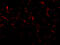 Tetratricopeptide Repeat Domain 5 antibody, 3053, ProSci, Immunofluorescence image 