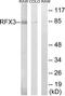 Regulatory Factor X3 antibody, TA312464, Origene, Western Blot image 