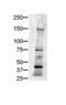 Jagged Canonical Notch Ligand 1 antibody, GTX48691, GeneTex, Western Blot image 