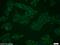 RAN Guanine Nucleotide Release Factor antibody, 10552-1-AP, Proteintech Group, Immunofluorescence image 