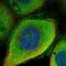 DNA Damage Induced Apoptosis Suppressor antibody, NBP2-48685, Novus Biologicals, Immunofluorescence image 