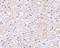 Leucine Rich Glioma Inactivated 1 antibody, NBP1-77320, Novus Biologicals, Immunohistochemistry frozen image 