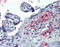 Endoplasmic Reticulum Protein 44 antibody, TA341298, Origene, Immunohistochemistry frozen image 