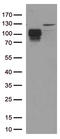 CD34 antibody, TA804415S, Origene, Western Blot image 