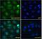 Rac GTPase-activating protein 1 antibody, PA5-18005, Invitrogen Antibodies, Immunofluorescence image 