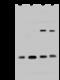 60S ribosomal protein L9 antibody, 202771-T46, Sino Biological, Western Blot image 
