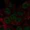 Homeobox B8 antibody, HPA075905, Atlas Antibodies, Immunofluorescence image 