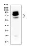 NADPH Oxidase 4 antibody, PA1929, Boster Biological Technology, Western Blot image 