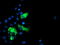 Mama antibody, M02938, Boster Biological Technology, Immunofluorescence image 