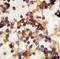 RPTOR Independent Companion Of MTOR Complex 2 antibody, AP13961PU-N, Origene, Immunohistochemistry paraffin image 