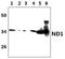 Mitochondrially Encoded NADH:Ubiquinone Oxidoreductase Core Subunit 1 antibody, PA5-75179, Invitrogen Antibodies, Western Blot image 