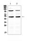 CD14 antibody, A00137, Boster Biological Technology, Western Blot image 