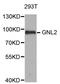 G Protein Nucleolar 2 antibody, STJ28888, St John