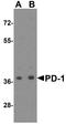 hPD-1 antibody, TA355050, Origene, Western Blot image 