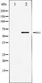 ETS Transcription Factor ELK1 antibody, orb106398, Biorbyt, Western Blot image 
