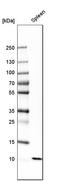 S100 Calcium Binding Protein A12 antibody, HPA002881, Atlas Antibodies, Western Blot image 
