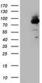 Coagulation Factor XIII A Chain antibody, TA800393S, Origene, Western Blot image 