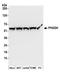 Phosphoglycerate Dehydrogenase antibody, A304-732A, Bethyl Labs, Western Blot image 