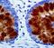 Colonic mucin antibody, LS-C312109, Lifespan Biosciences, Immunohistochemistry frozen image 