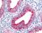 Prolyl endopeptidase FAP antibody, 48-343, ProSci, Immunohistochemistry paraffin image 