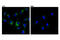 Insulin Like Growth Factor 2 Receptor antibody, 14364S, Cell Signaling Technology, Immunocytochemistry image 