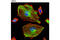 Vimentin antibody, 9854S, Cell Signaling Technology, Immunofluorescence image 