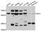 Ectoderm-neural cortex protein 1 antibody, abx125811, Abbexa, Western Blot image 