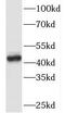 TAL BHLH Transcription Factor 1, Erythroid Differentiation Factor antibody, FNab08493, FineTest, Western Blot image 
