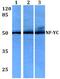 Nuclear Transcription Factor Y Subunit Gamma antibody, A06128-1, Boster Biological Technology, Western Blot image 