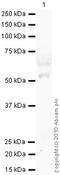 C-X-C Motif Chemokine Receptor 2 antibody, ab14935, Abcam, Western Blot image 