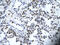 ETS Proto-Oncogene 1, Transcription Factor antibody, P100604_T100, Aviva Systems Biology, Immunohistochemistry frozen image 