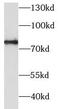 Collagen type IV alpha-3-binding protein antibody, FNab01834, FineTest, Western Blot image 