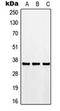 GAPDH antibody, orb213967, Biorbyt, Western Blot image 