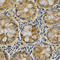 Serpin B5 antibody, LS-C331323, Lifespan Biosciences, Immunohistochemistry paraffin image 