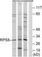 Ribosomal Protein S8 antibody, TA314487, Origene, Western Blot image 