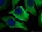Lactate Dehydrogenase A antibody, 21799-1-AP, Proteintech Group, Immunofluorescence image 
