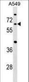 Cell Division Cycle 14A antibody, LS-C159316, Lifespan Biosciences, Western Blot image 