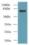 NHL Repeat Containing 2 antibody, LS-C378900, Lifespan Biosciences, Western Blot image 