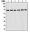Nuclear Factor, Erythroid 2 Like 2 antibody, MBS821608, MyBioSource, Western Blot image 