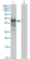 Doublesex And Mab-3 Related Transcription Factor 1 antibody, LS-C197063, Lifespan Biosciences, Western Blot image 