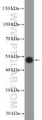 HAUS Augmin Like Complex Subunit 7 antibody, 17830-1-AP, Proteintech Group, Western Blot image 