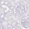 Low Density Lipoprotein Receptor Class A Domain Containing 1 antibody, HPA052489, Atlas Antibodies, Immunohistochemistry frozen image 