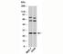 Syndecan 4 antibody, N1024-100UG, NSJ Bioreagents, Western Blot image 