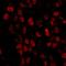 Cleavage and polyadenylation specificity factor subunit 6 antibody, IHC-00267, Bethyl Labs, Immunofluorescence image 
