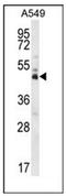 Double homeobox protein 4 antibody, AP51343PU-N, Origene, Western Blot image 