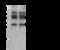 Programmed Cell Death 1 antibody, 70109-T20, Sino Biological, Immunoprecipitation image 