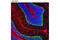 Ribosomal Protein S6 antibody, 2217S, Cell Signaling Technology, Flow Cytometry image 