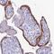Human Chorionic gonadotrophin antibody, HPA038925, Atlas Antibodies, Immunohistochemistry frozen image 