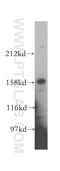 SMG5 Nonsense Mediated MRNA Decay Factor antibody, 12694-1-AP, Proteintech Group, Western Blot image 