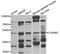 Cholinergic Receptor Nicotinic Gamma Subunit antibody, orb373831, Biorbyt, Western Blot image 